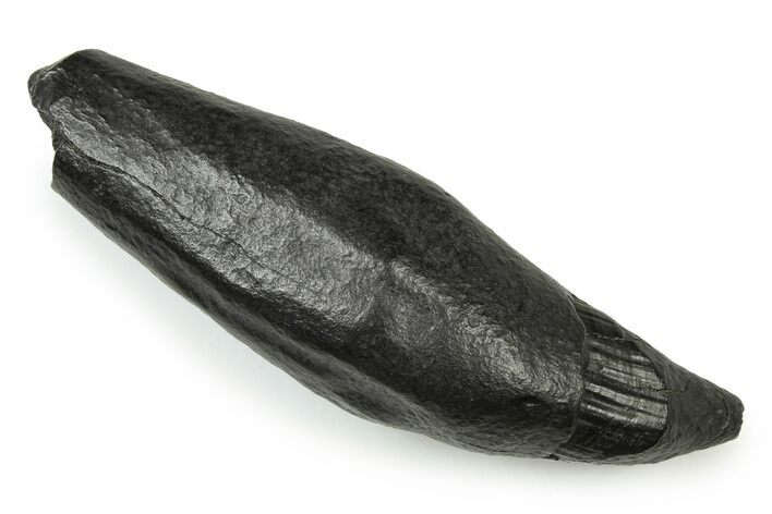 Fossil Sperm Whale (Scaldicetus) Tooth - South Carolina #251078